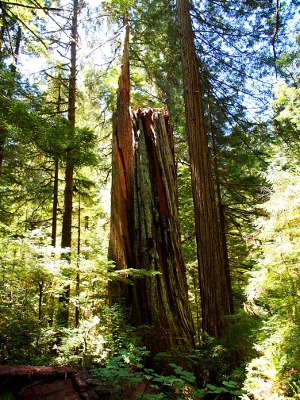 [A tree which was snapped apart about 30-40 feet from the base. The bottom of the tree is upright and the top is completely gone.]